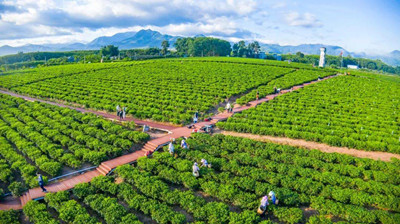白沙：力爭到2025年實現(xiàn)茶葉產值4億元以上