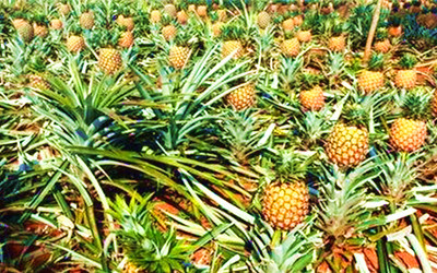 甜蜜蜜昌江鳳梨17號來啦！熱帶美味、鮮嫩多汁