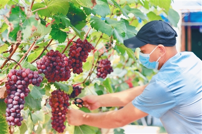 昌江：有機(jī)葡萄“甜蜜”上市，多個葡萄品種試種成功 