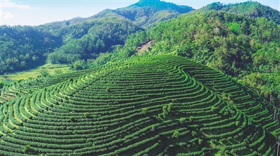 五指山：擦亮特色農業(yè)品牌，打造現(xiàn)代化農業(yè)產業(yè)體系