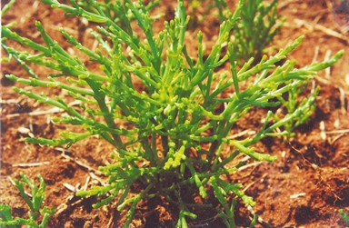 海口塔市村嘗試種植海蘆筍，目前種植35畝