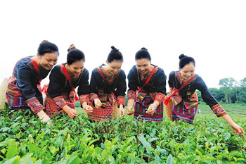 白沙茶產(chǎn)業(yè)規(guī)模化、標(biāo)準(zhǔn)化、品牌化發(fā)展步入正軌