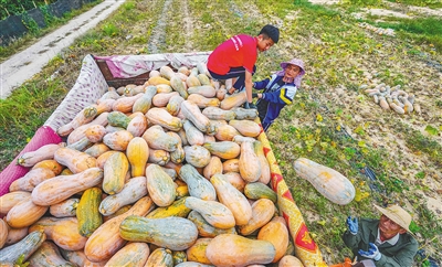 昌江十月田鎮(zhèn)，南瓜迎來了豐收季