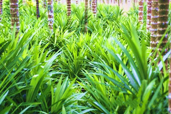 萬寧圍繞斑蘭產(chǎn)業(yè)從種植端發(fā)力，產(chǎn)業(yè)蛋糕越做越大