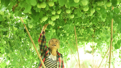 屯昌文旦村：撂荒地種上百香果 產(chǎn)值超百萬(wàn)元