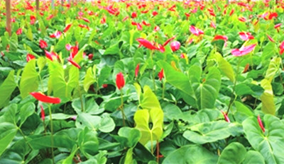 五指山南圣村紅掌花品質優(yōu)良，倍受市場歡迎