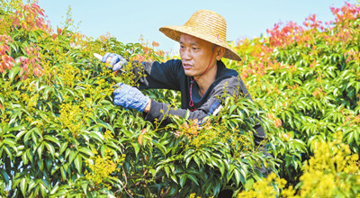 ?？谛阌^(qū)永興鎮(zhèn)永德村火山荔枝園搶抓時節(jié)疏花作業(yè)
