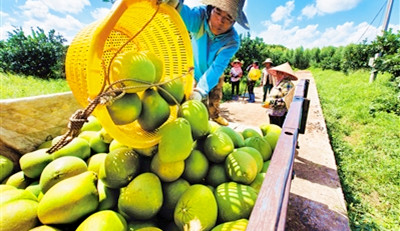 臨高：柚子產(chǎn)業(yè)的發(fā)展也帶動(dòng)當(dāng)?shù)厝罕娫鍪? width=