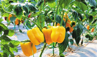 三亞辣椒南繁基地200多個(gè)品種辣椒形態(tài)各異、功能不同