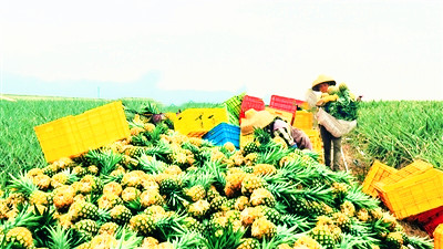 樂(lè)東尖峰鎮(zhèn)金菠蘿迎來(lái)豐收，銷往北京、上海等地