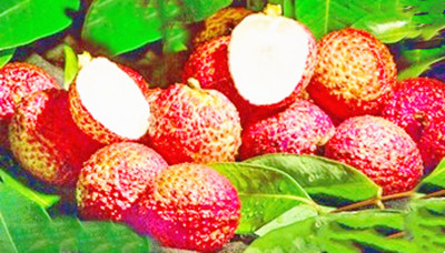 澄邁深入推進地理標志促進工程，讓地標農(nóng)產(chǎn)品飄香島內(nèi)外