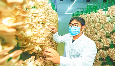 海墾東新推動(dòng)一場(chǎng)一品建設(shè)，促進(jìn)食用菌種植品牌化發(fā)展