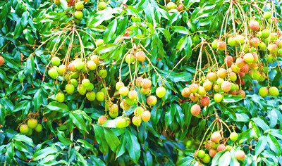 樂(lè)東成功打造“富域樂(lè)東”全品類農(nóng)產(chǎn)品區(qū)域公用品牌