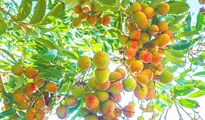 樂東“桂花香”荔枝易開花、早掛果、品質(zhì)好，早上市