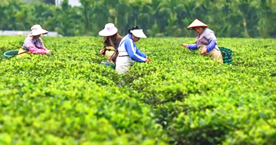 早春時節(jié)，白沙原生態(tài)茶園小鎮(zhèn)茶園里茶農(nóng)忙采摘