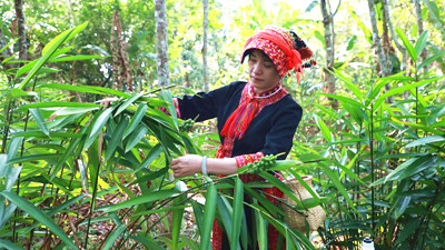 白沙用心答好農(nóng)業(yè)產(chǎn)業(yè)這張關(guān)鍵答卷，邁出發(fā)展步伐