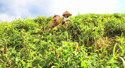 五指山立足生態(tài)育好茶，小茶葉要成就大產(chǎn)業(yè)