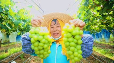 儋州中和鎮(zhèn)七里村“陽光玫瑰”葡萄種植基地喜迎豐收