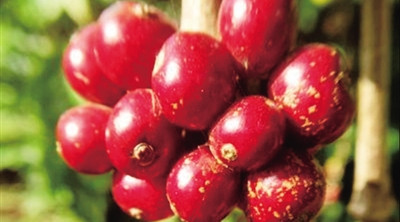 海南：“三產(chǎn)融合” 打造有國際影響力的咖啡產(chǎn)業(yè)集群